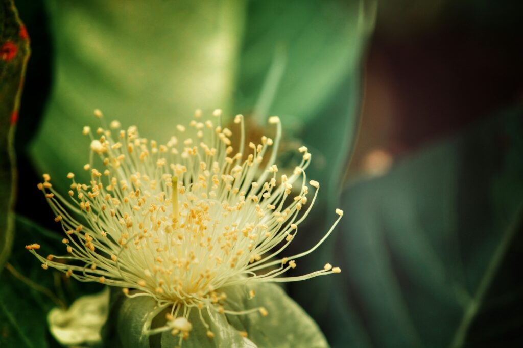Le pollen est-il un aliment essentiel pour notre santé ?