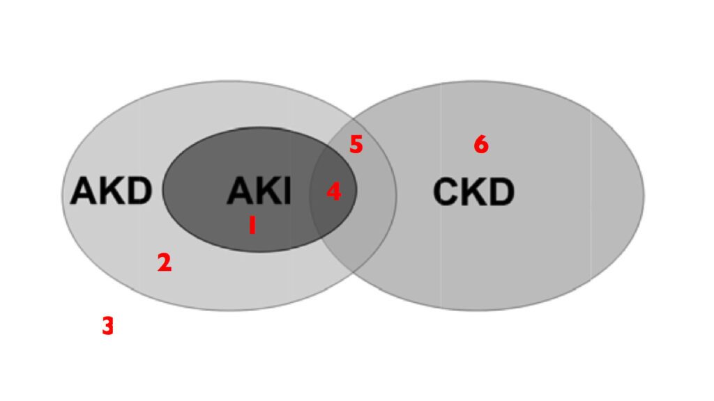 classification kdigo de l&rsquo;insuffisance rénale : comprendre les mises à jour pour un meilleur suivi