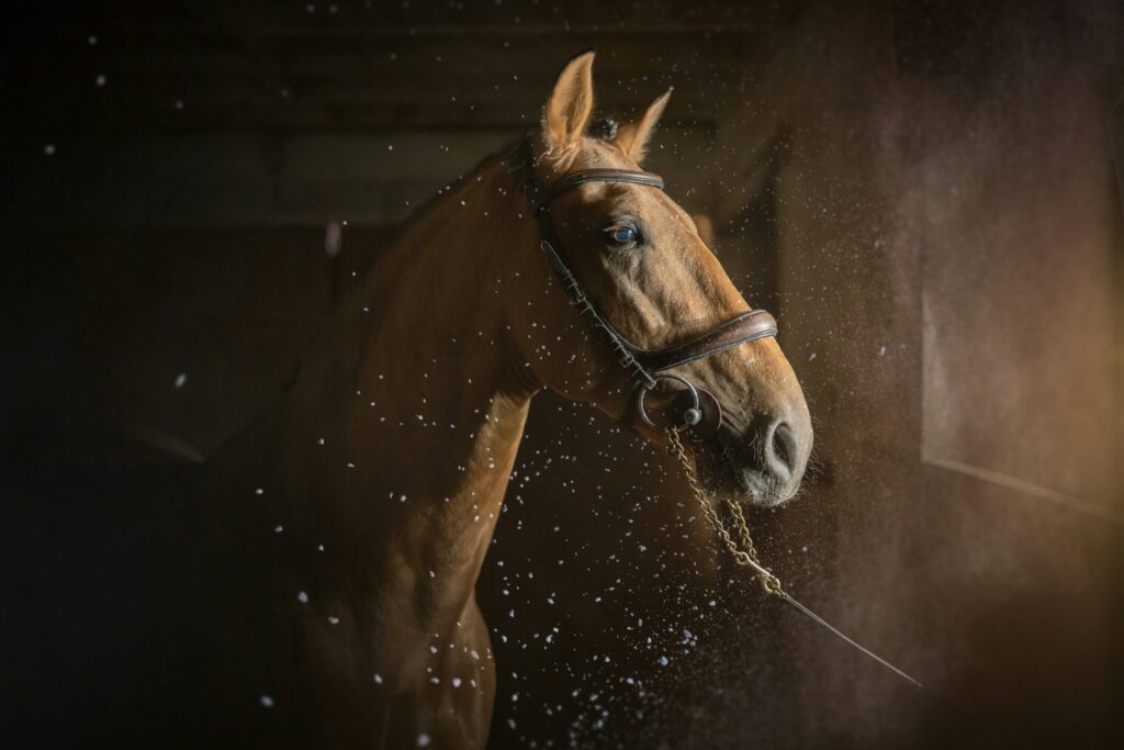 Quel est le régime alimentaire idéal pour les chevaux ?