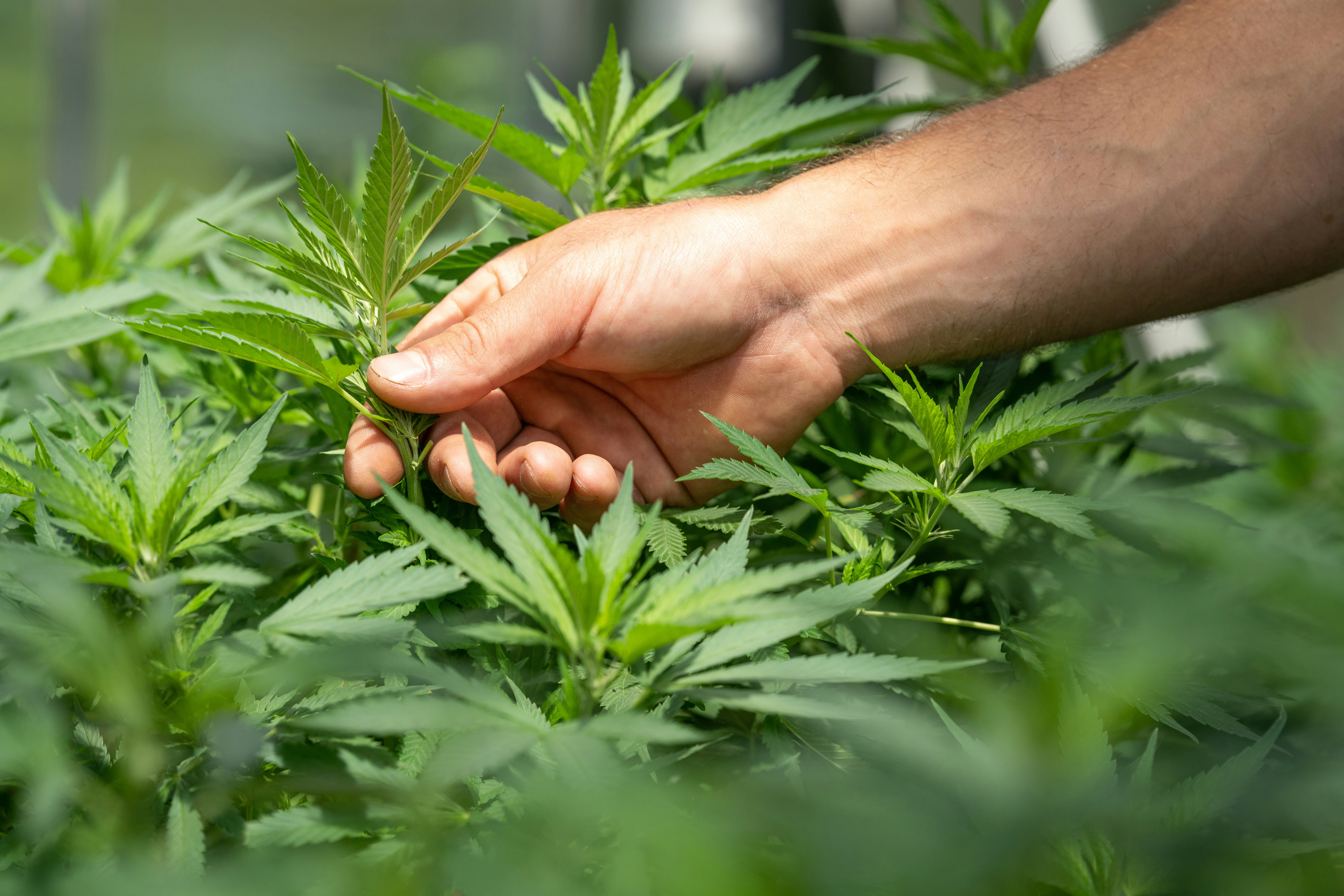 découvrez tout ce que vous devez savoir sur le cbd, ses bienfaits et ses utilisations. un guide complet pour tout comprendre sur le cannabidiol.