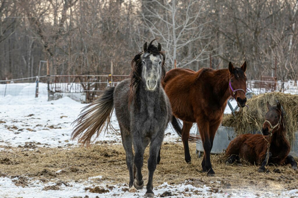 trouvez la meilleure alimentation pour chevaux avec notre gamme de produits de qualité supérieure pour le nourrissage des chevaux.