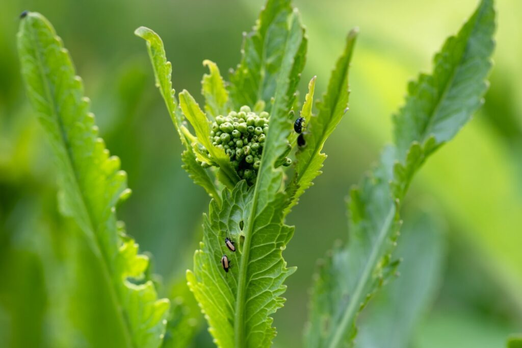 Comment se protéger efficacement contre les parasites et insectes nuisibles ?