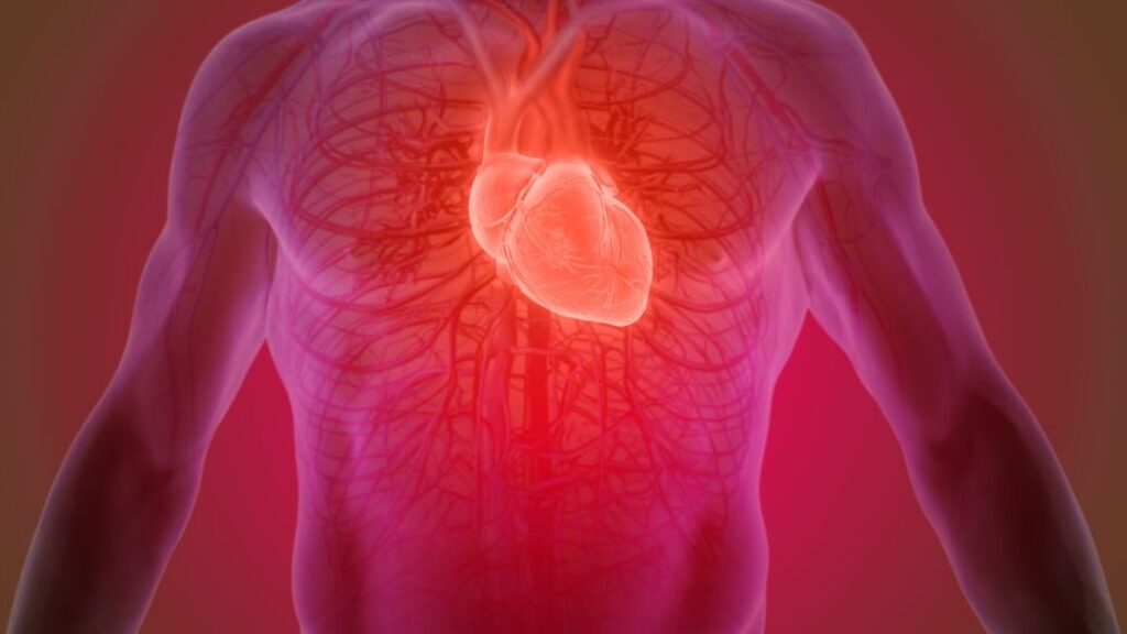 Comprendre l’anatomie et les pathologies de l’aorte thoracique