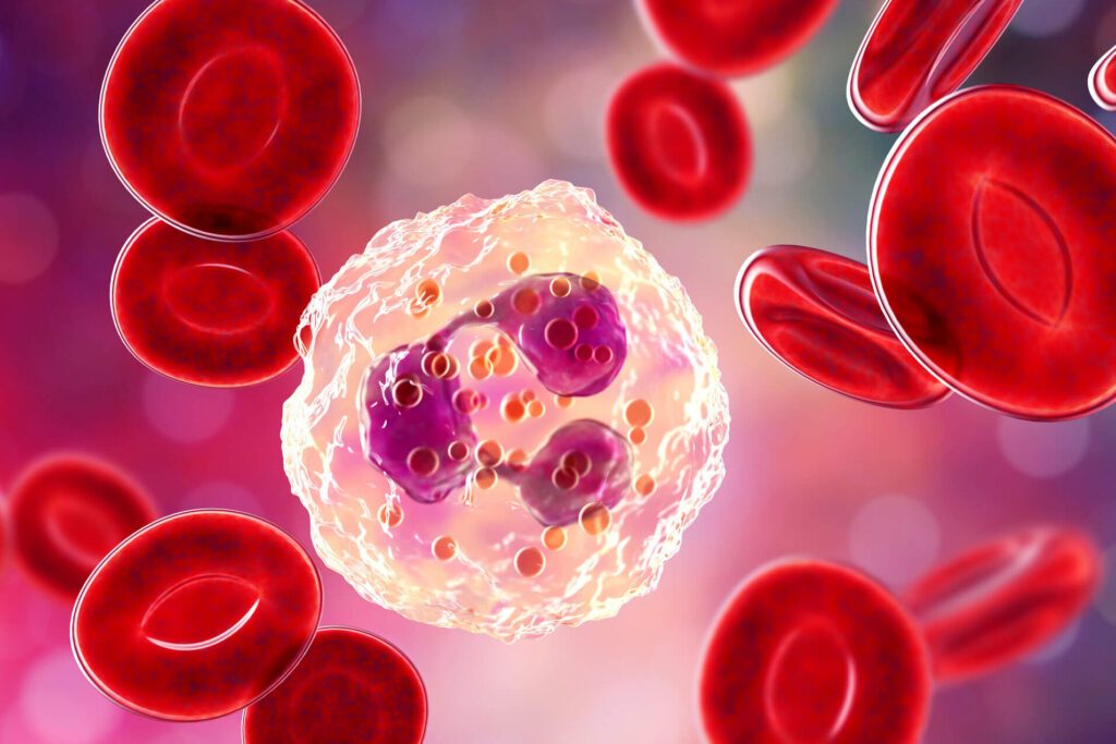 Quel est le rôle des neutrophiles dans notre système immunitaire ?