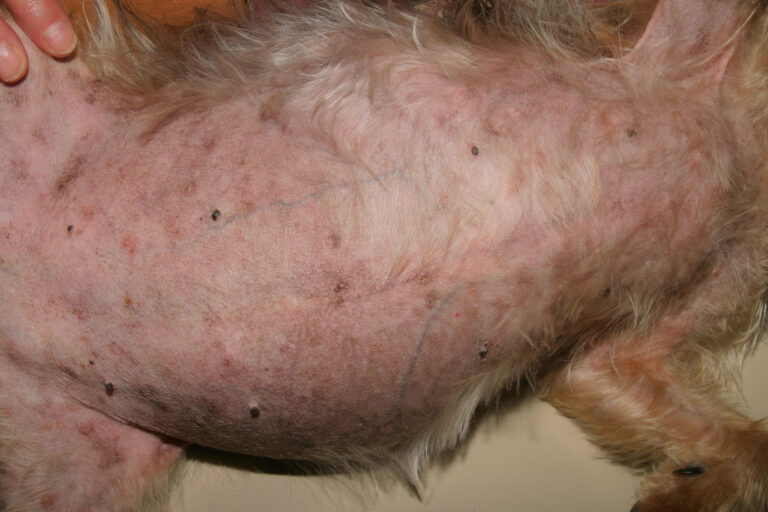 Le médicament Ulcar est-il adapté pour les chiens ?