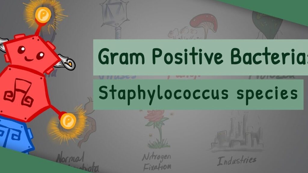 Cocci à gram positif: quelles sont les infections courantes et leurs traitements ?