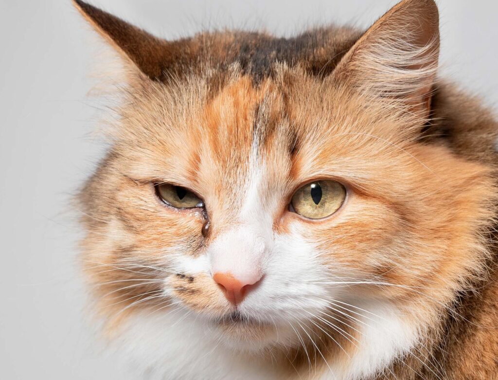 Comment reconnaître et traiter un ulcère de l&rsquo;œil chez le chaton ?