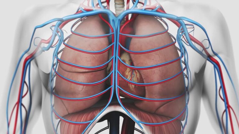 Comprendre le schéma de l’appareil respiratoire et son fonctionnement
