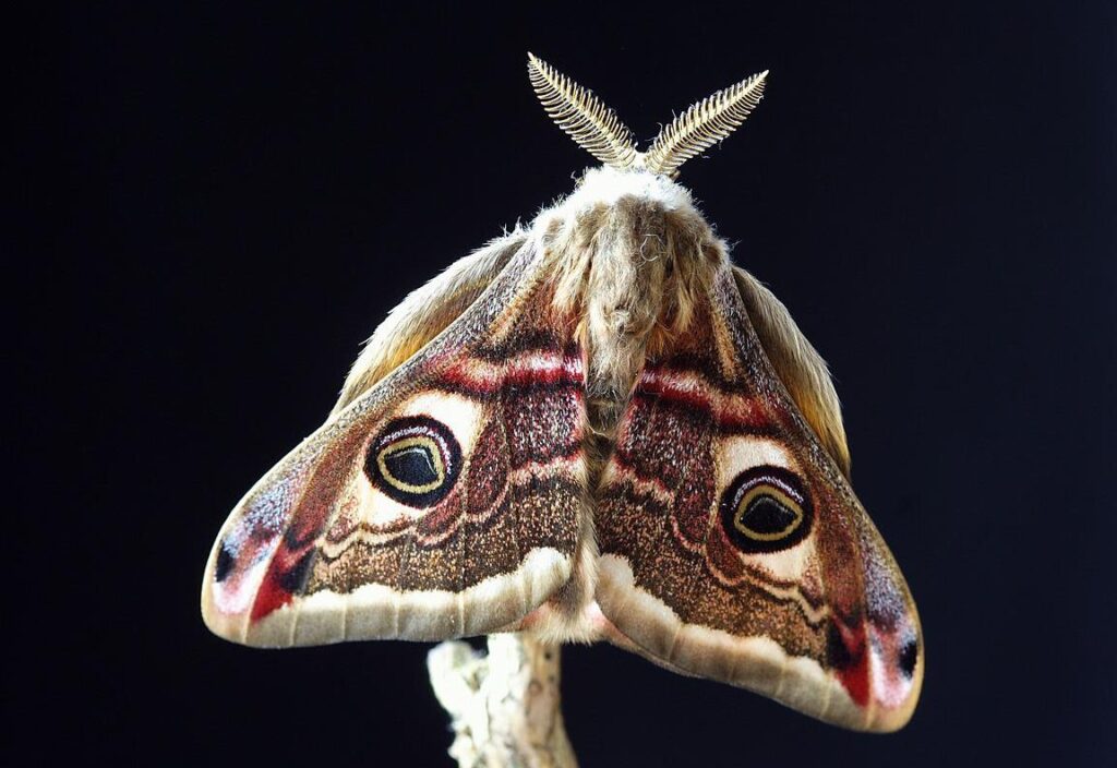 Le gros papillon de nuit est-il vraiment dangereux ?