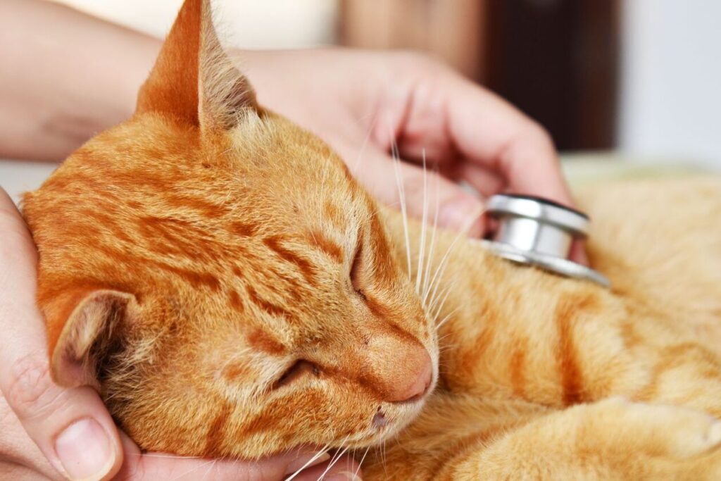 Comment reconnaître et traiter l’occlusion intestinale chez le chat ?