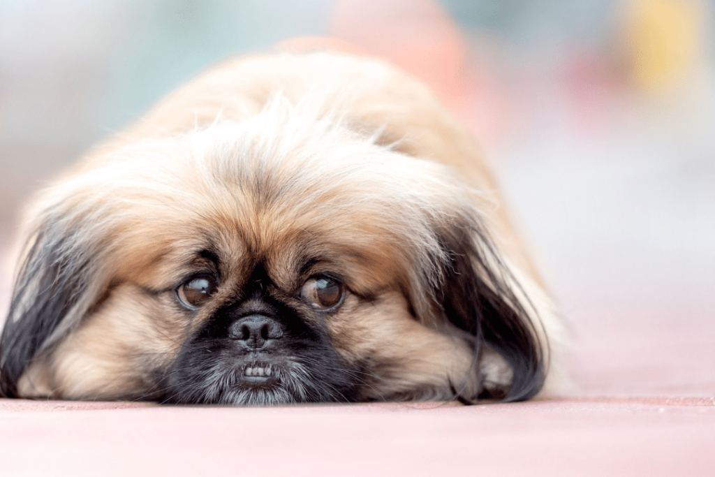 Comprendre et gérer la maladie d&rsquo;Addison chez le chien
