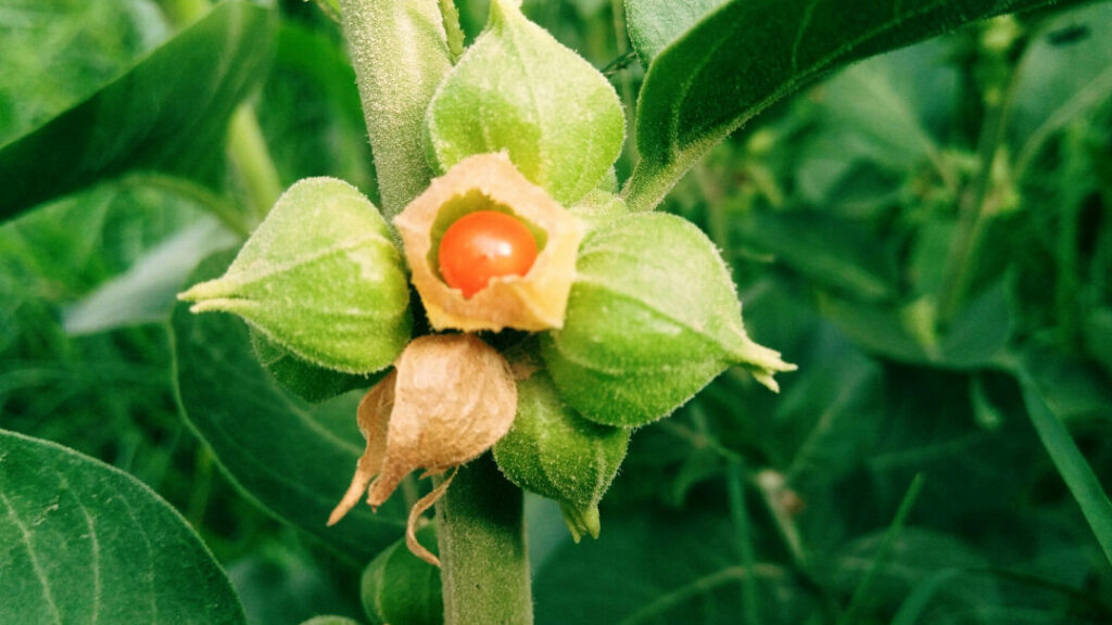 L’ashwagandha : quels bienfaits pour la santé ?