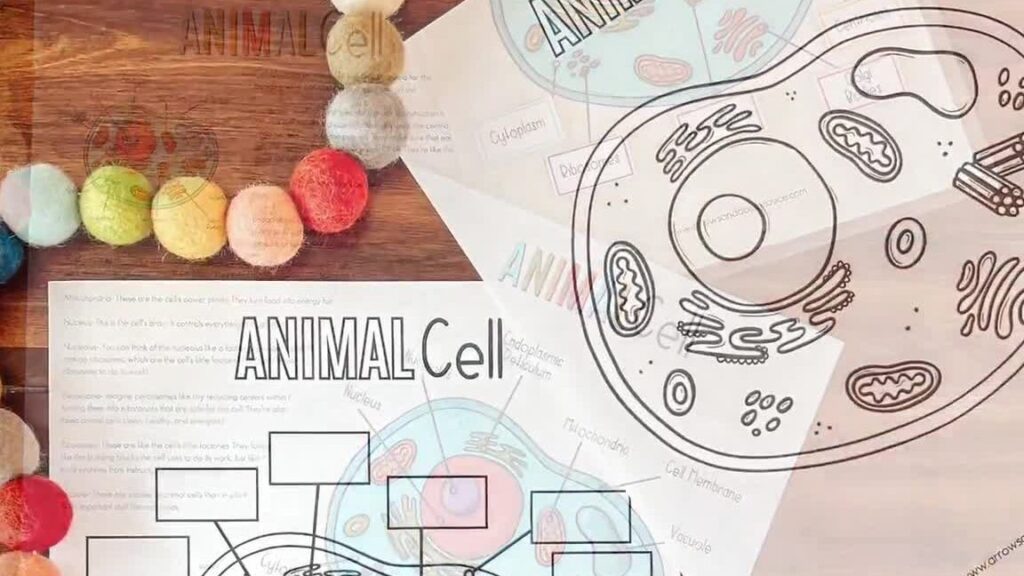 Comprendre les schémas de la cellule : guide pour débutants