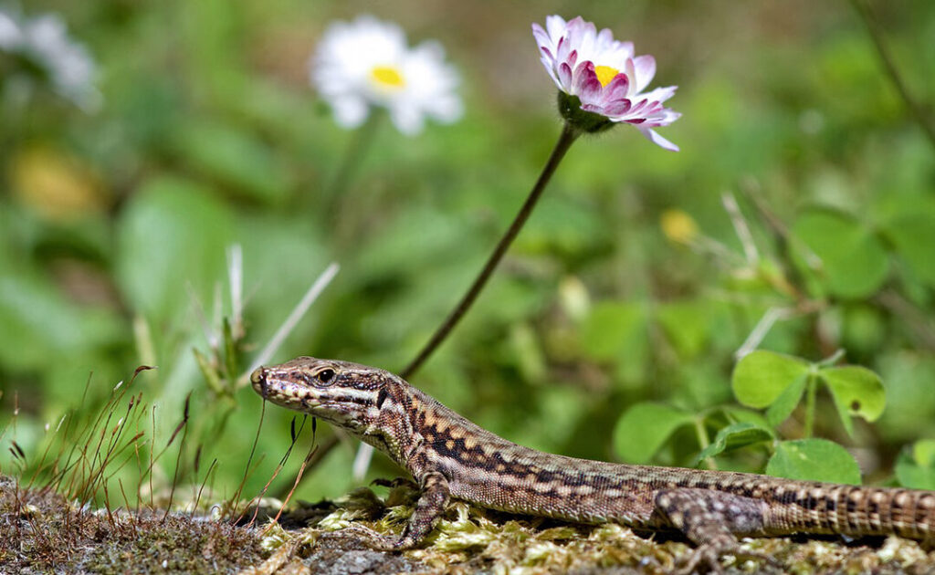 Que faire en cas de morsure par un lézard vert ?