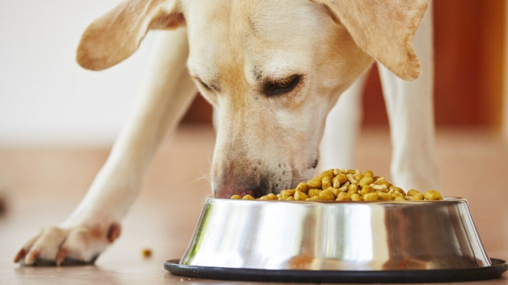 Les aliments dangereux pour les chiens : ce que chaque propriétaire doit savoir