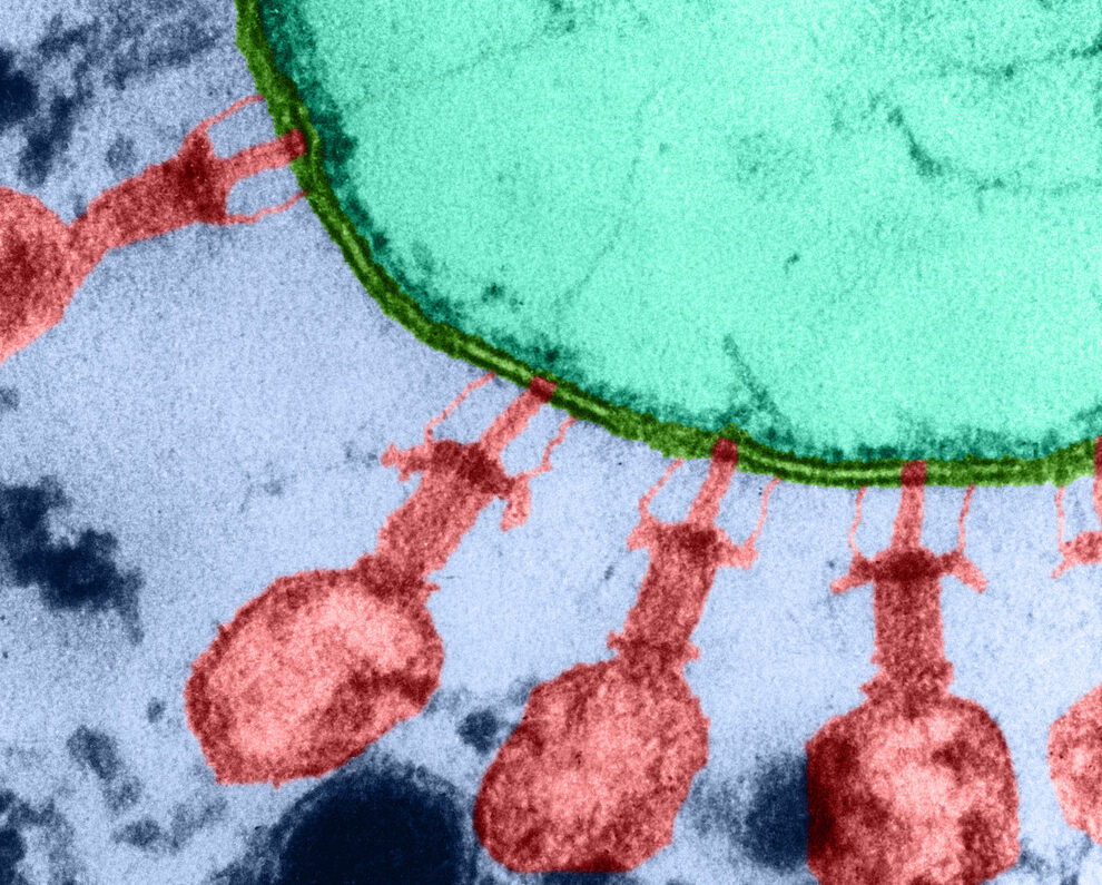 Classification des bactéries : comprendre l’infinité du monde microbien