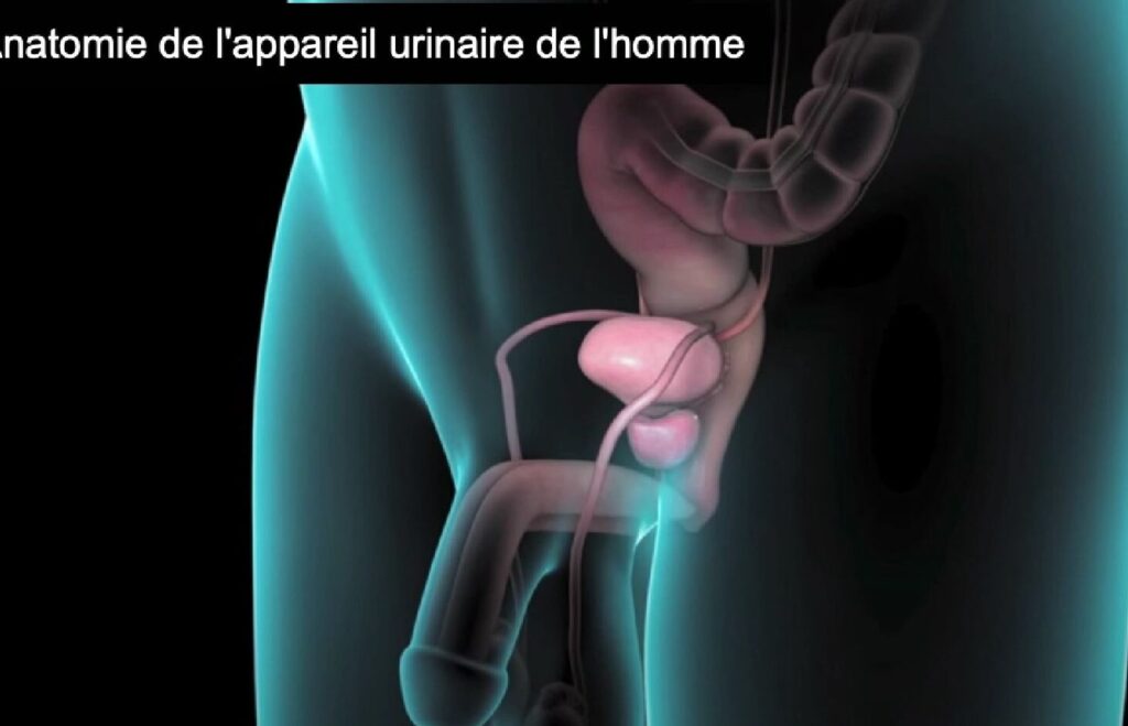 Problèmes de voies urinaires chez l&rsquo;homme : causes, symptômes et traitements efficaces