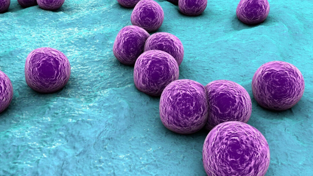 Enterococcus faecium : quelle est son influence sur votre santé intestinale ?