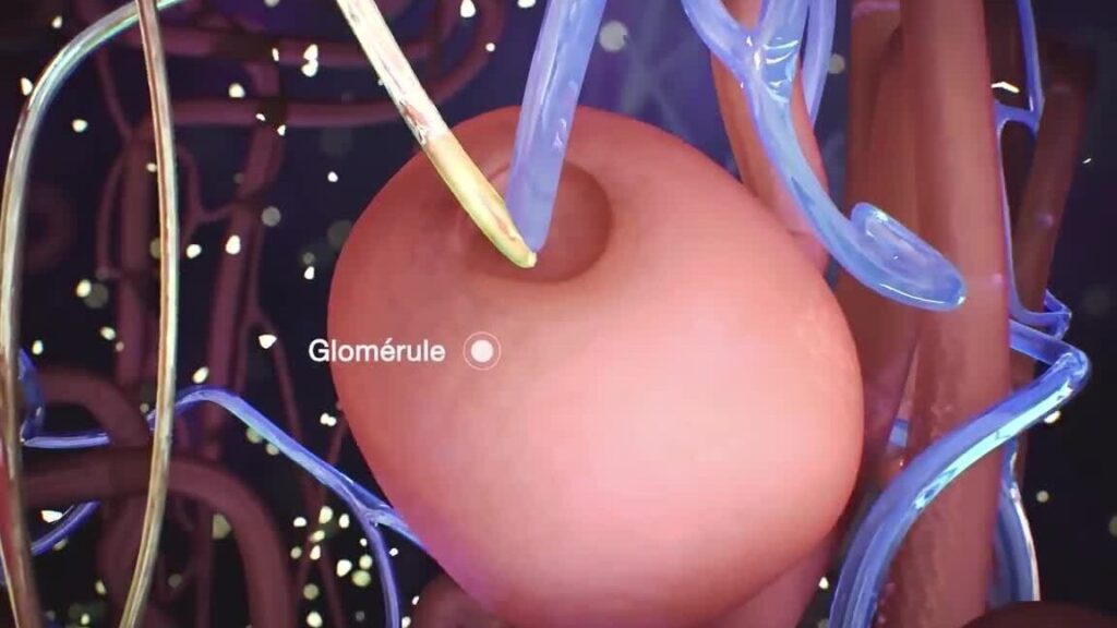 Protéinurie glomérulaire : causes, symptômes et traitements efficaces