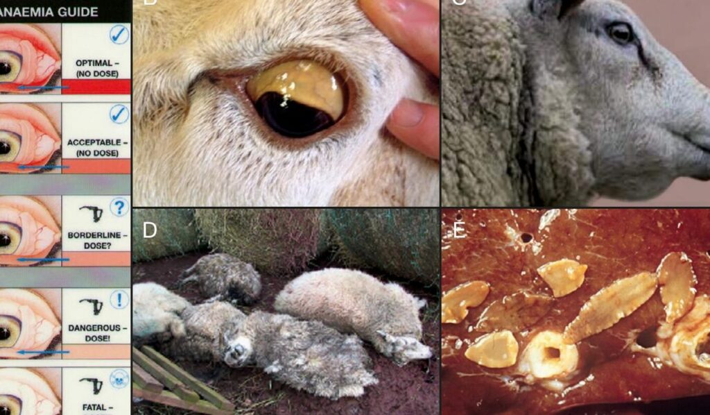 Comment protéger vos troupeaux de la douve du mouton ?