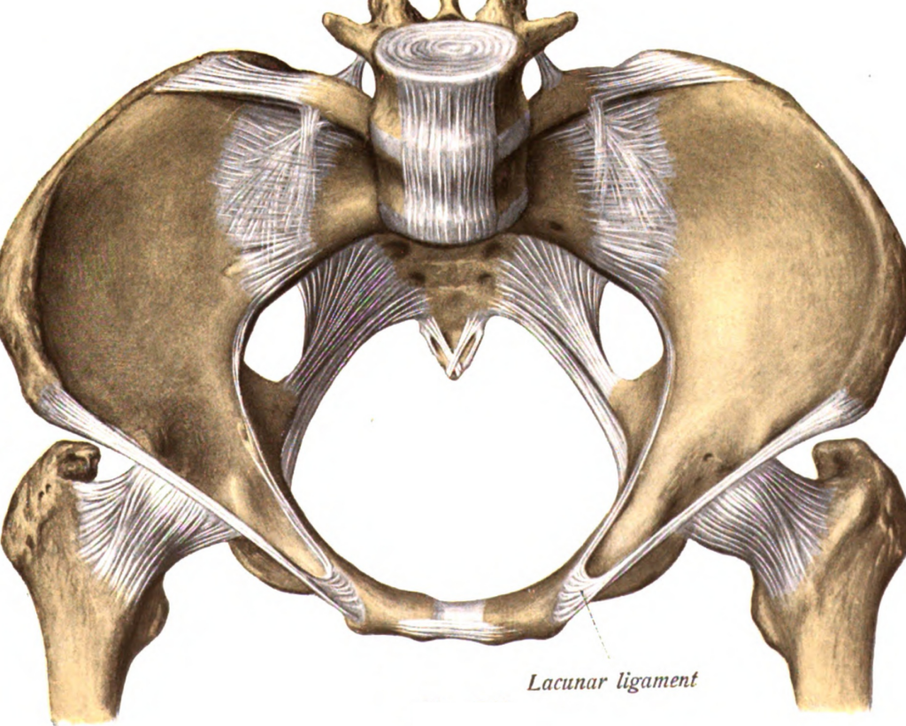 Pourquoi a-t-on un trou de fesses : anatomie et curiosités du corps humain
