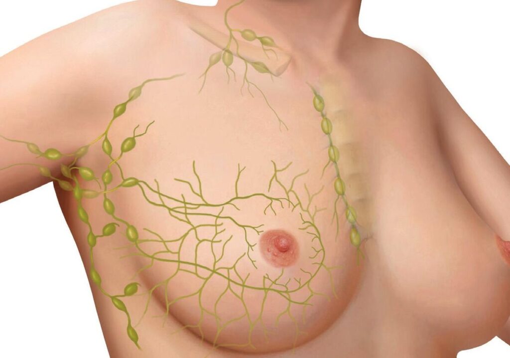 Anatomie du sein : comprendre sa structure pour mieux prévenir les maladies